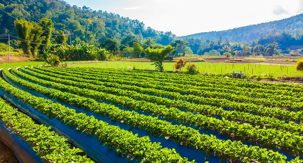 Food Product Sourcing