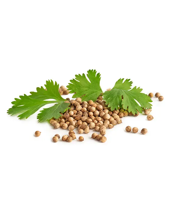 Coriander